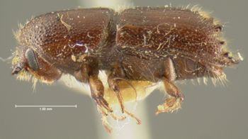 Media type: image;   Entomology 1017 Aspect: habitus lateral view